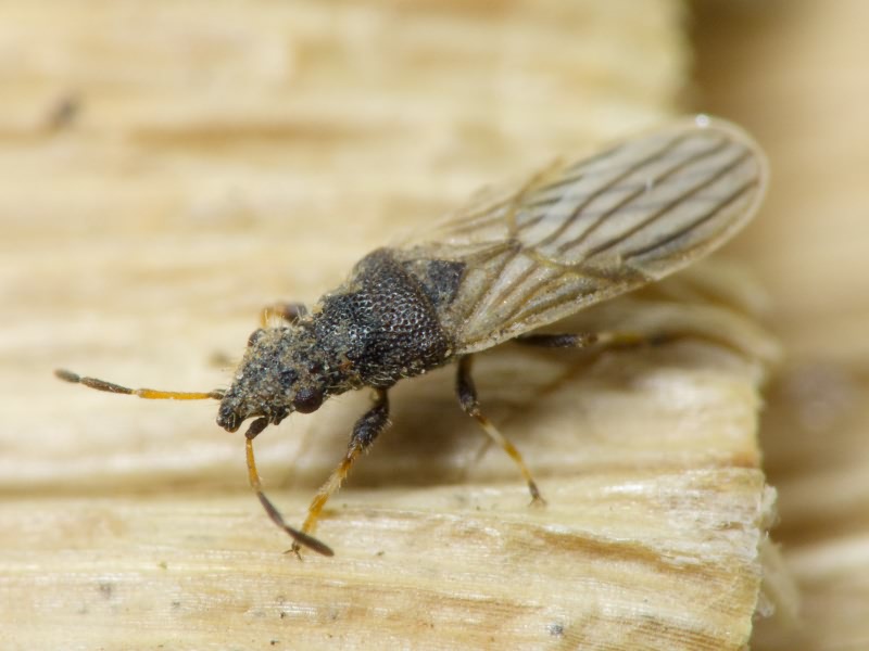 Microplax interrupta (Fieber, 1837)